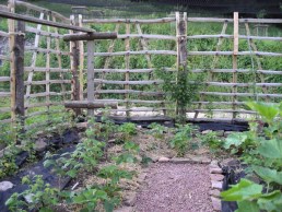 6 foot high gate hurdles used to fan train fruit trees