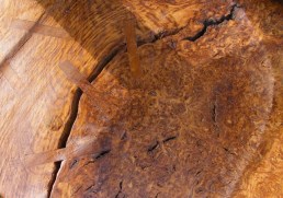 Detail of strapping on oak burr seat