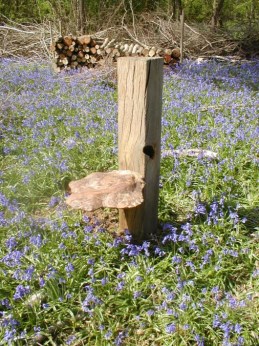 oak burr seat in bluebell wood