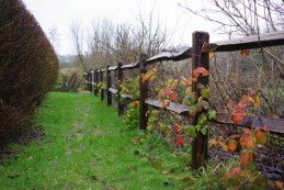 Chestnut Fencing